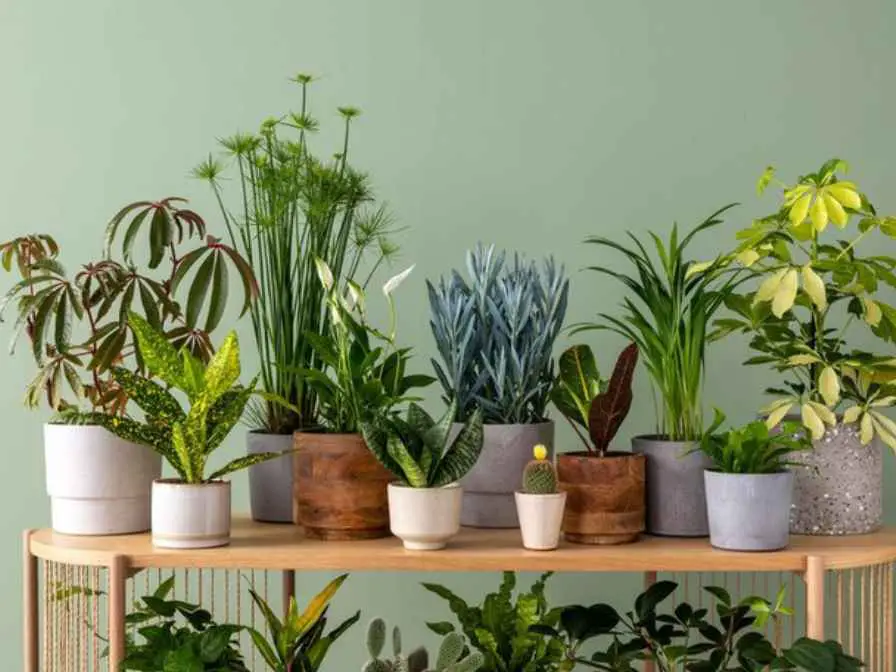 Plants that Grow Fast Indoors
