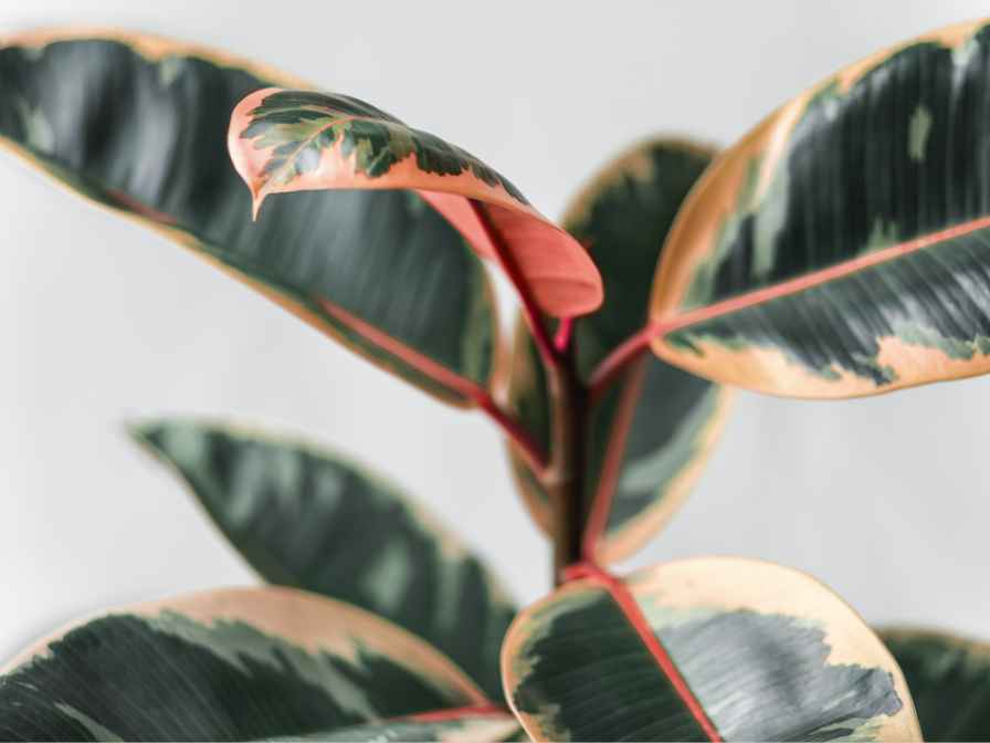 Rubber indoor Plant