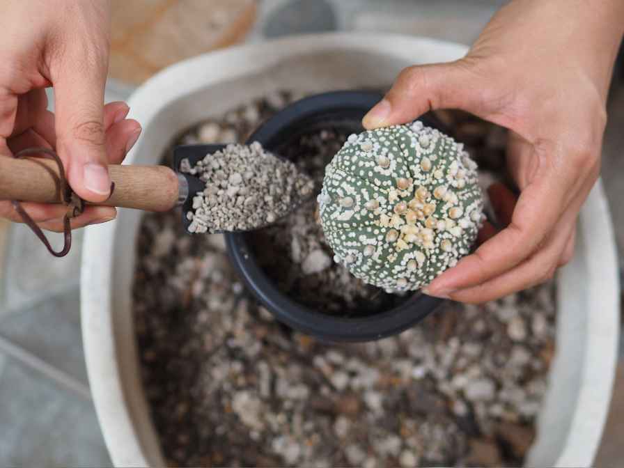 Soil for Cactus plant