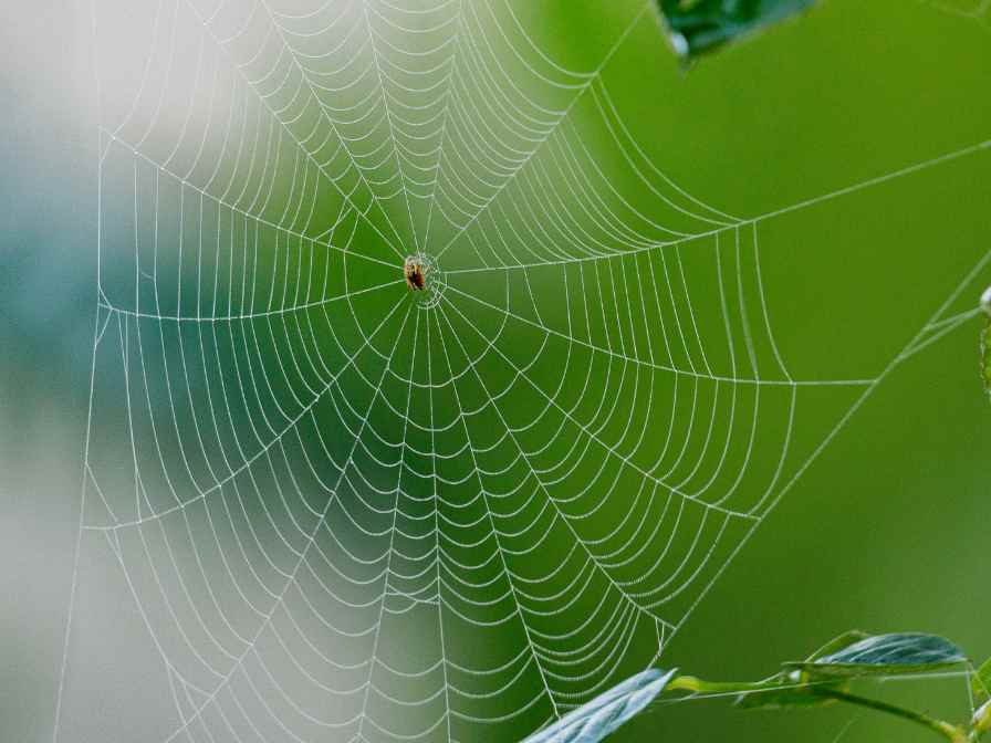 Spider on Plants