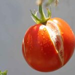 Tomatoes Splitting