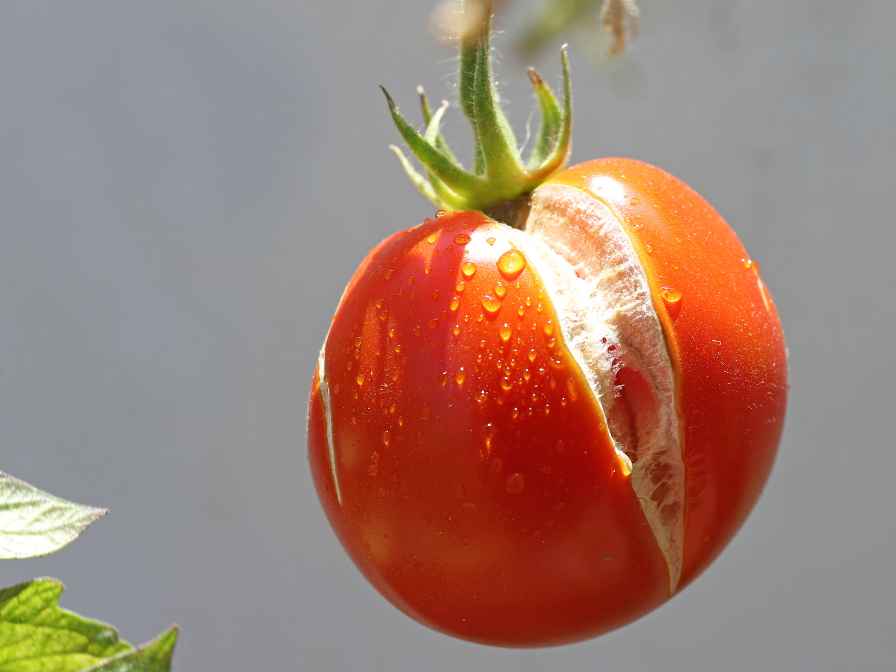 tomatoes splitting