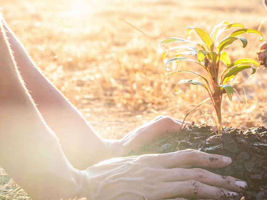 Tree in Clay Soil