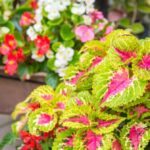 What to Plant with Coleus in a Container