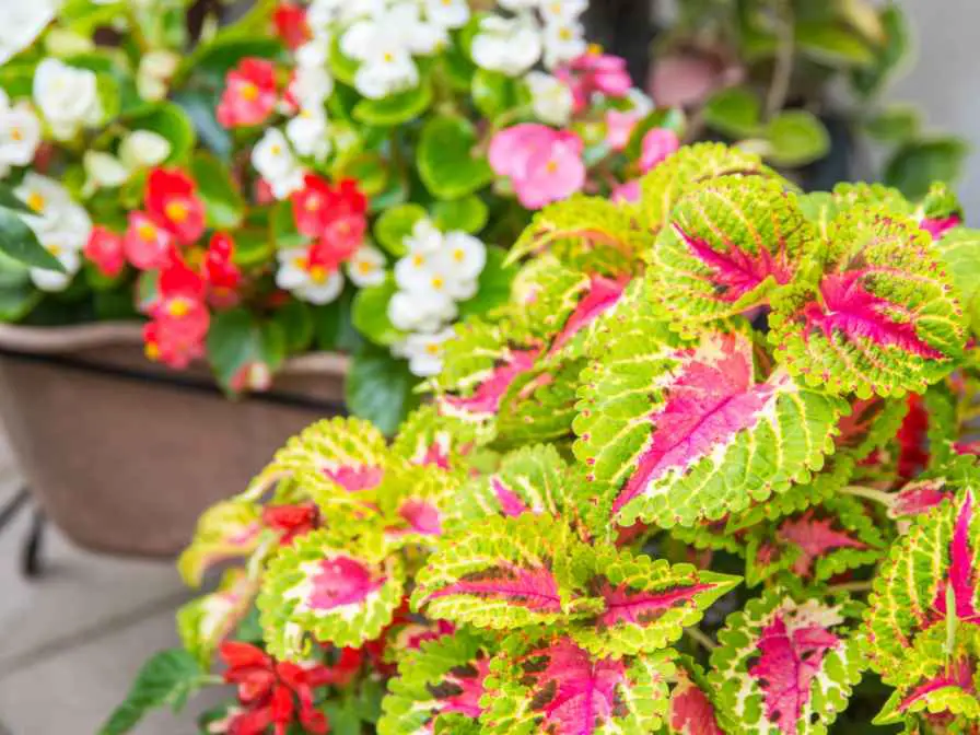 What to Plant with Coleus in a Container