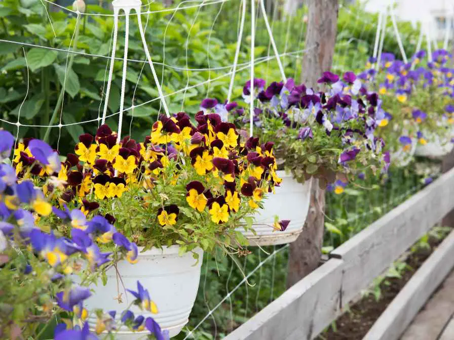 What to Plant with Lantana in a Container