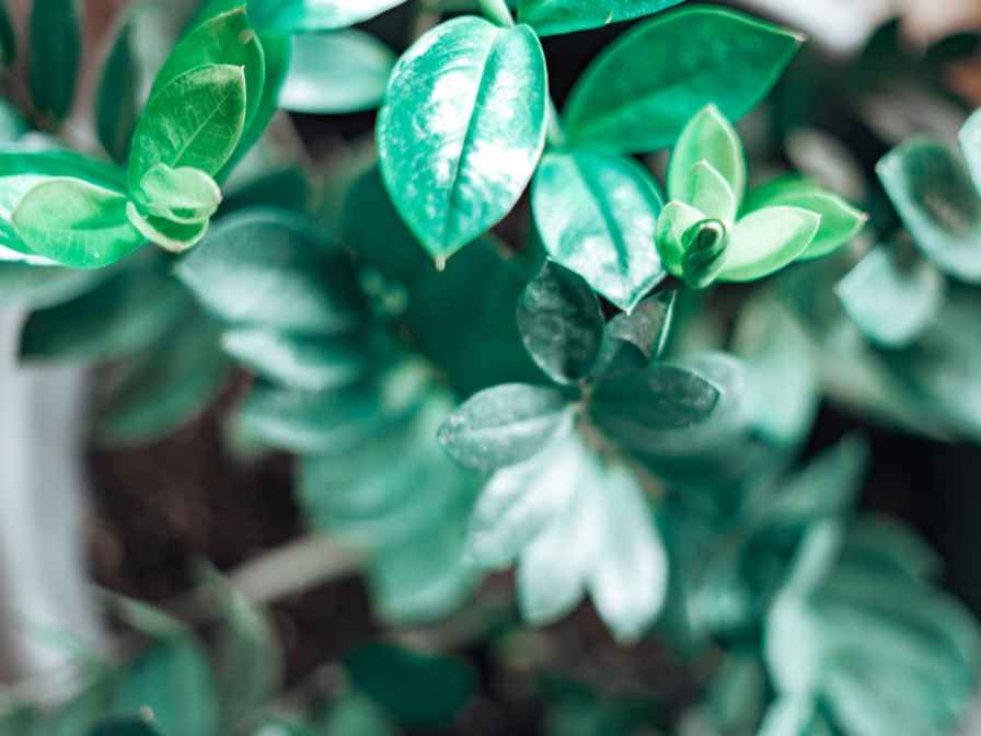 ZZ plant leaves