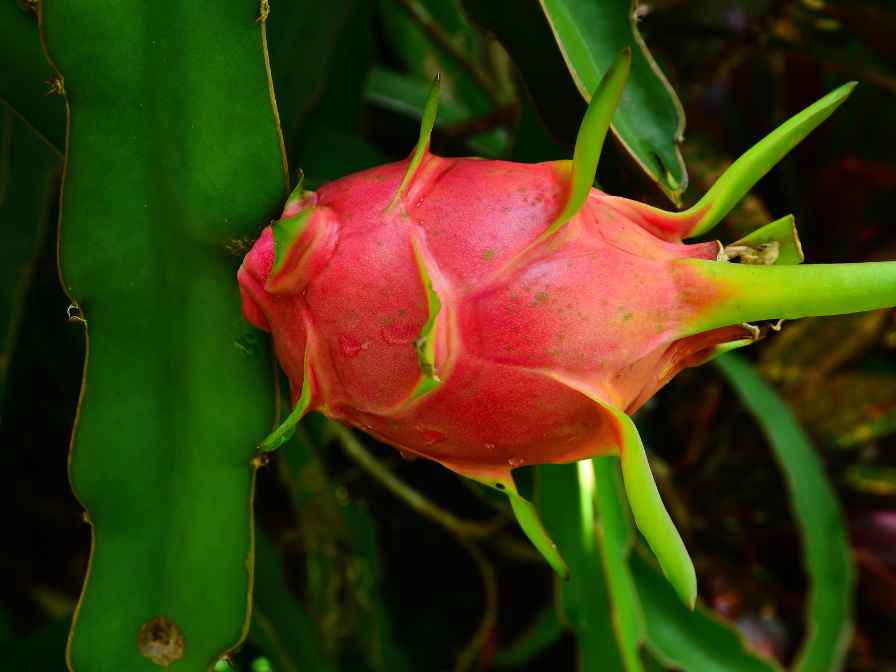 dragon fruit plant