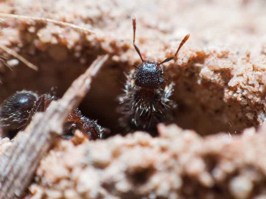 get rid of Ants in the Garden Soil