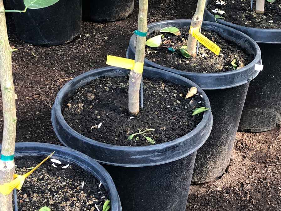 how to make potting Soil for citrus trees