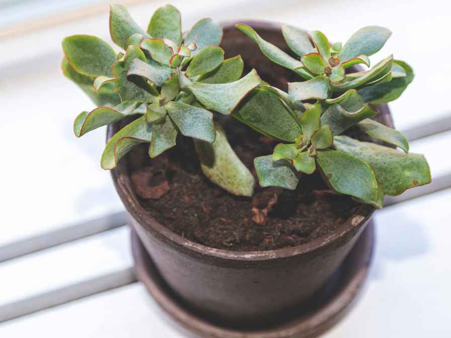 how to make potting Soil for the Jade Plant