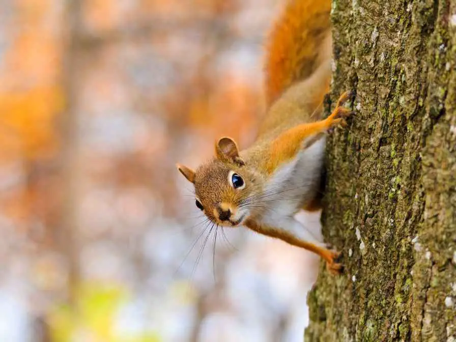 keep squirrels out of the garden