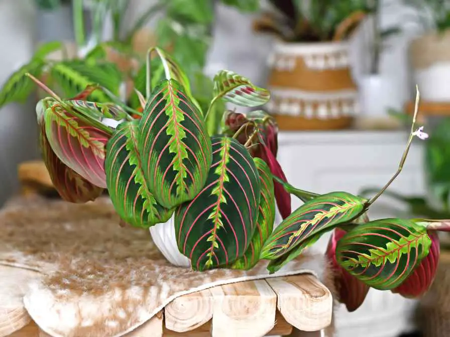 lighting for prayer plant