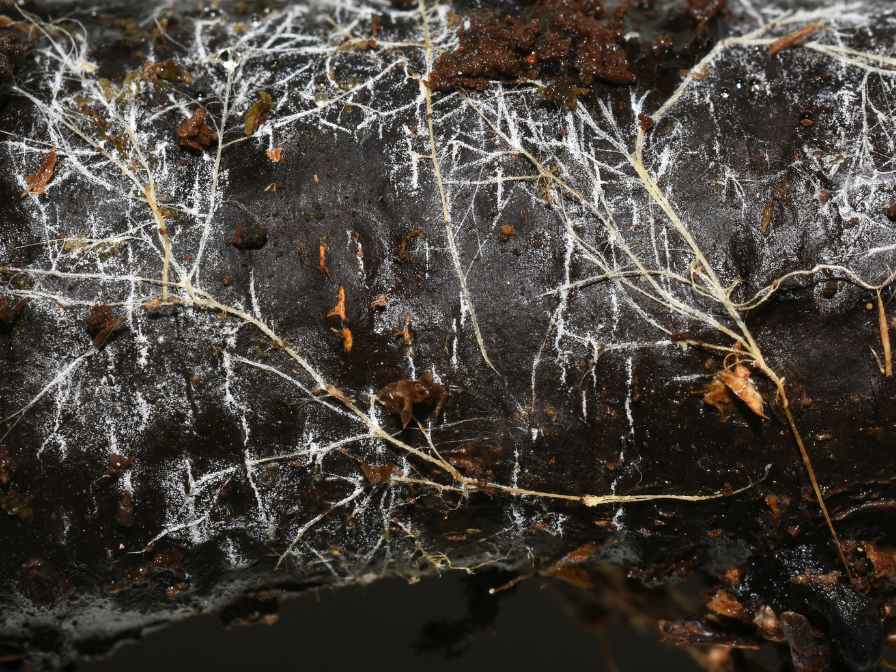 mold on plant soil