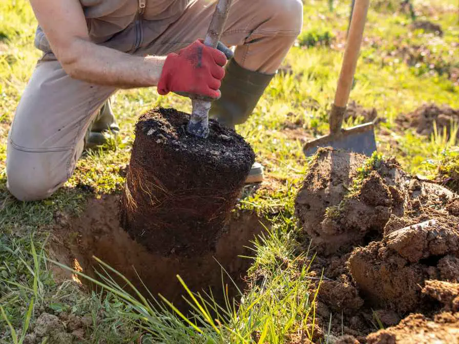 plant a Tree in Clay Soil