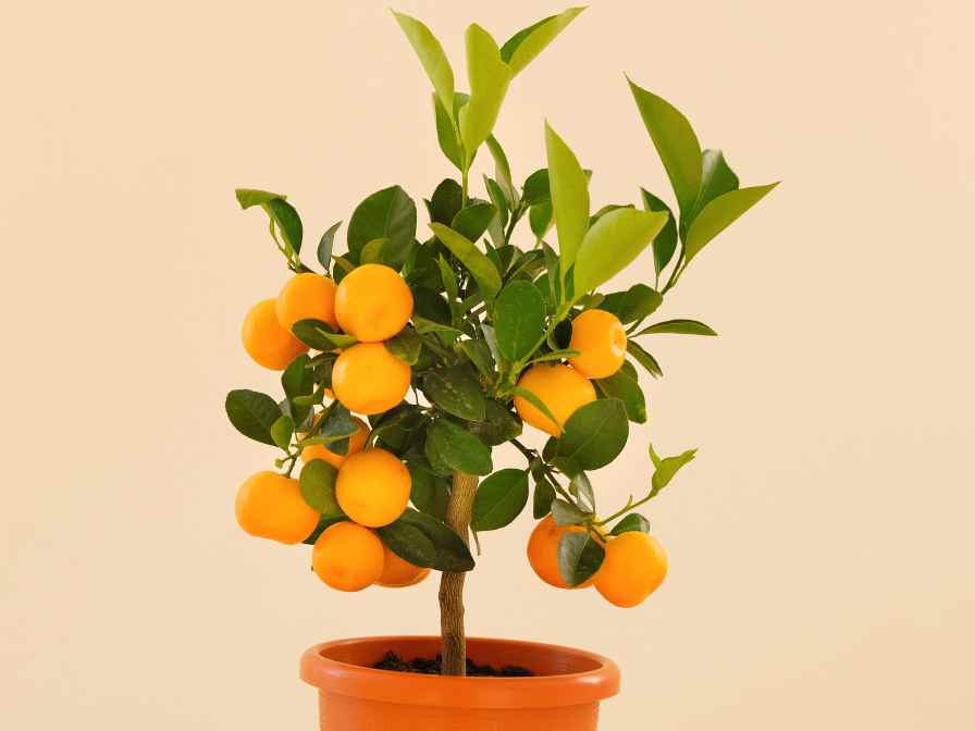 potted citrus fruit tree
