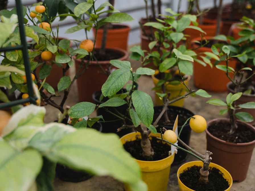 potted fruit trees