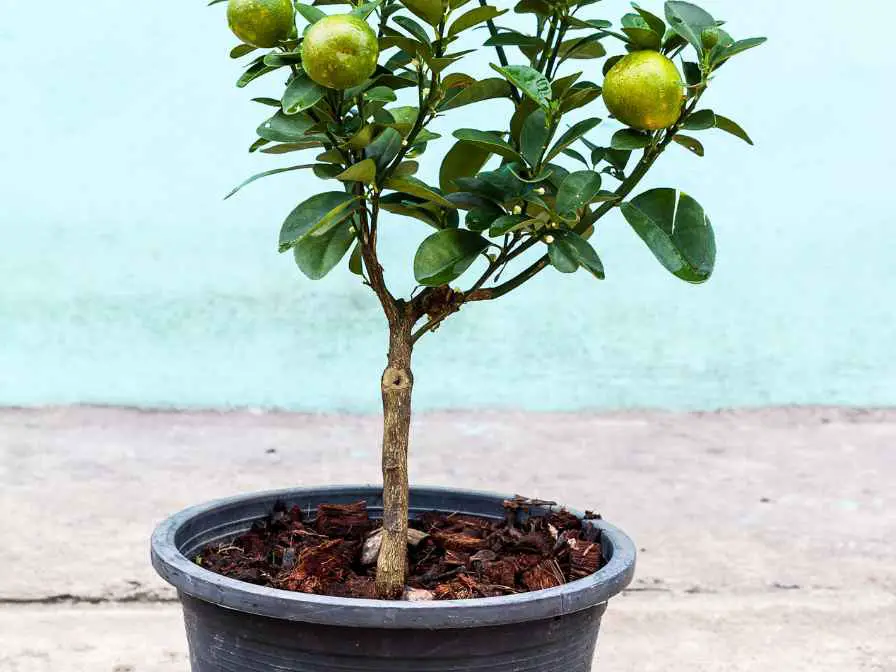 potting Soil for citrus trees