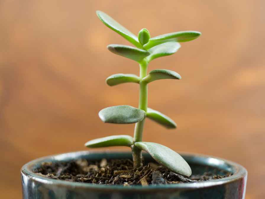 potting Soil for the Jade Plant