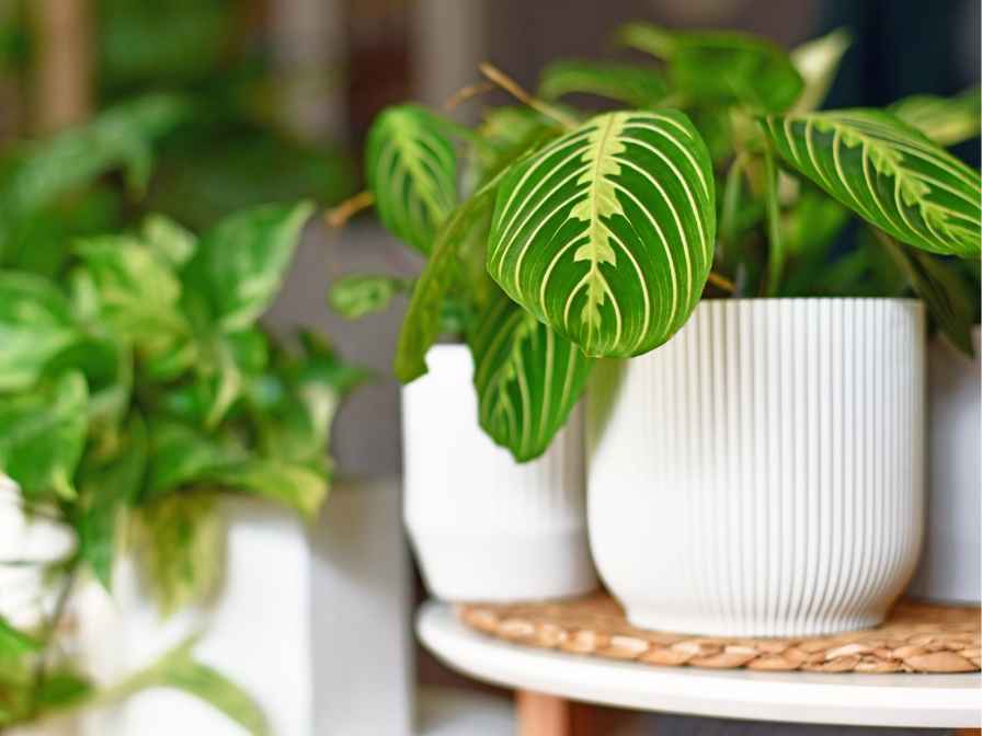 prayer plant lighting guide