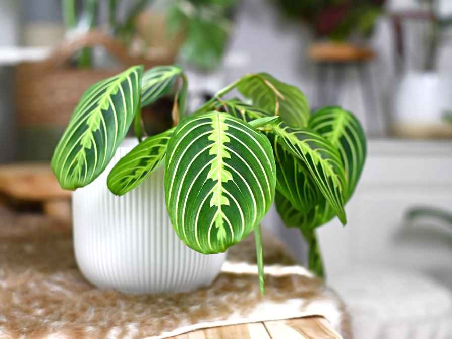 prayer plant