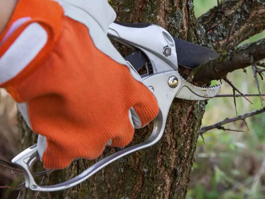 pruning a maple tree