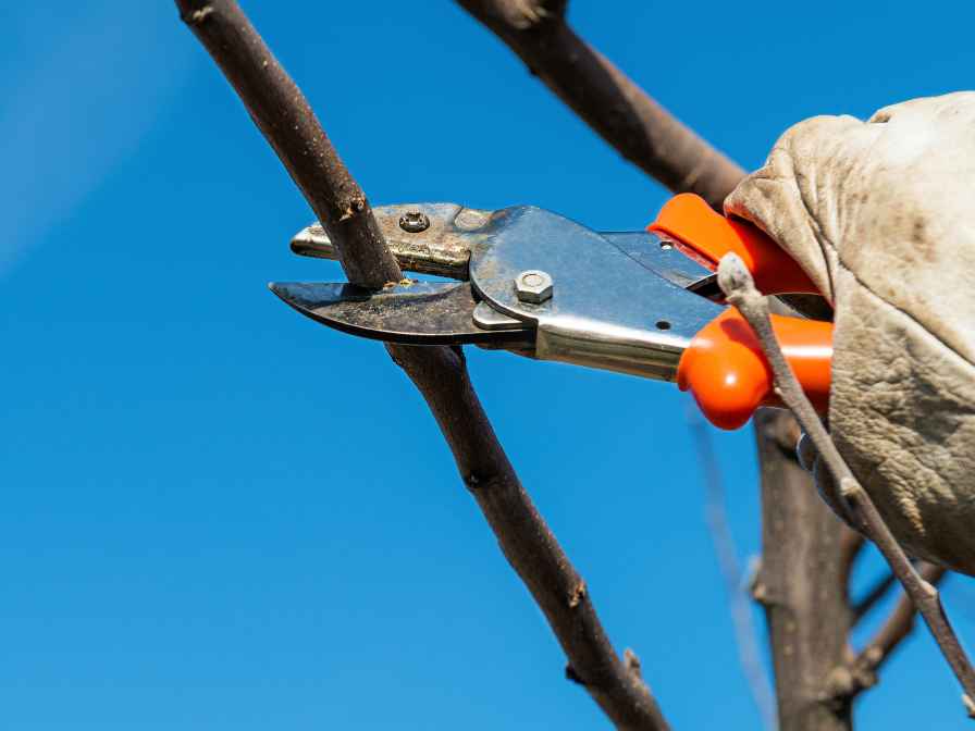 pruning of a mapple tree