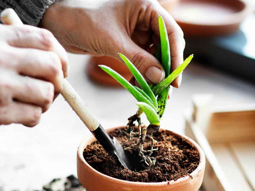 soil for aloe vera