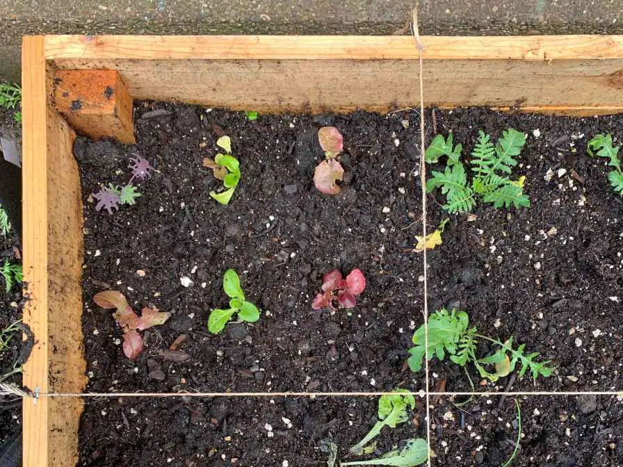 soil for raied garden bed