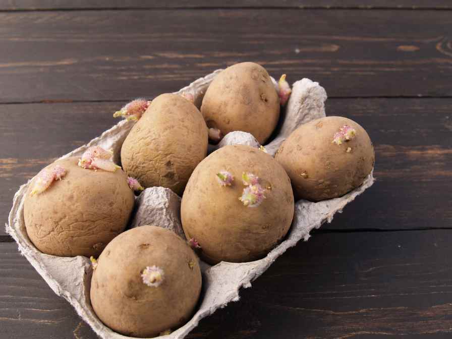 sprouting potatoes(1)