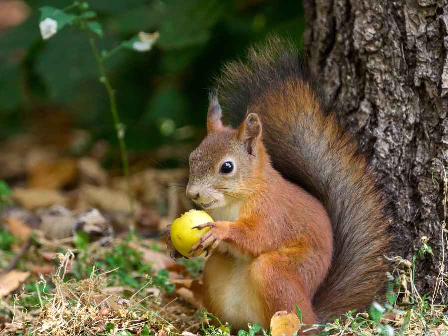 squirrel eating lemon in garden
