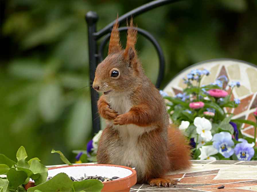 squirrels out of the garden