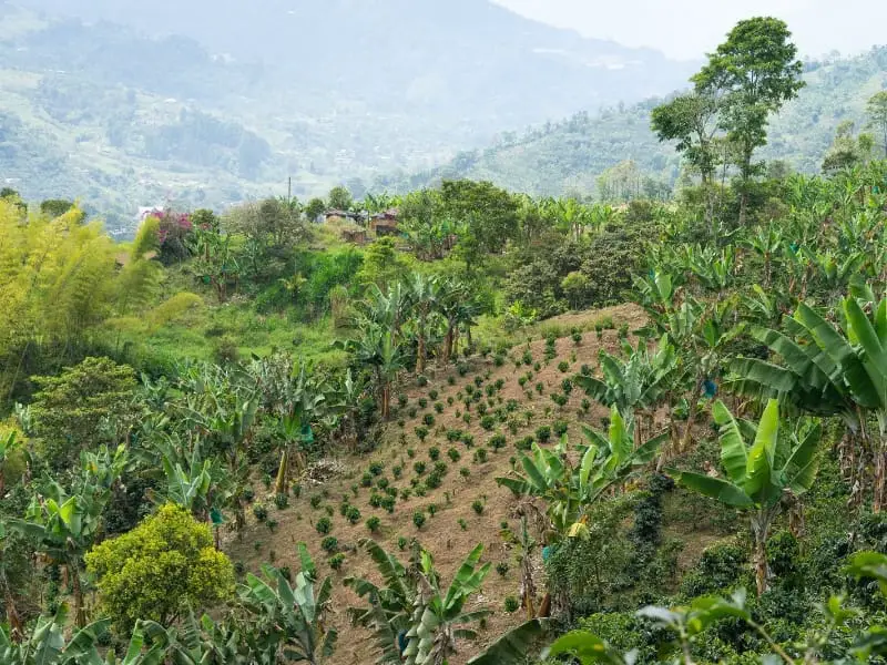 Coffee plants amongst banana tree plantation