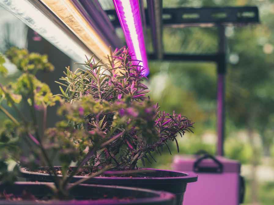 Best Lighting For Indoor Plants
