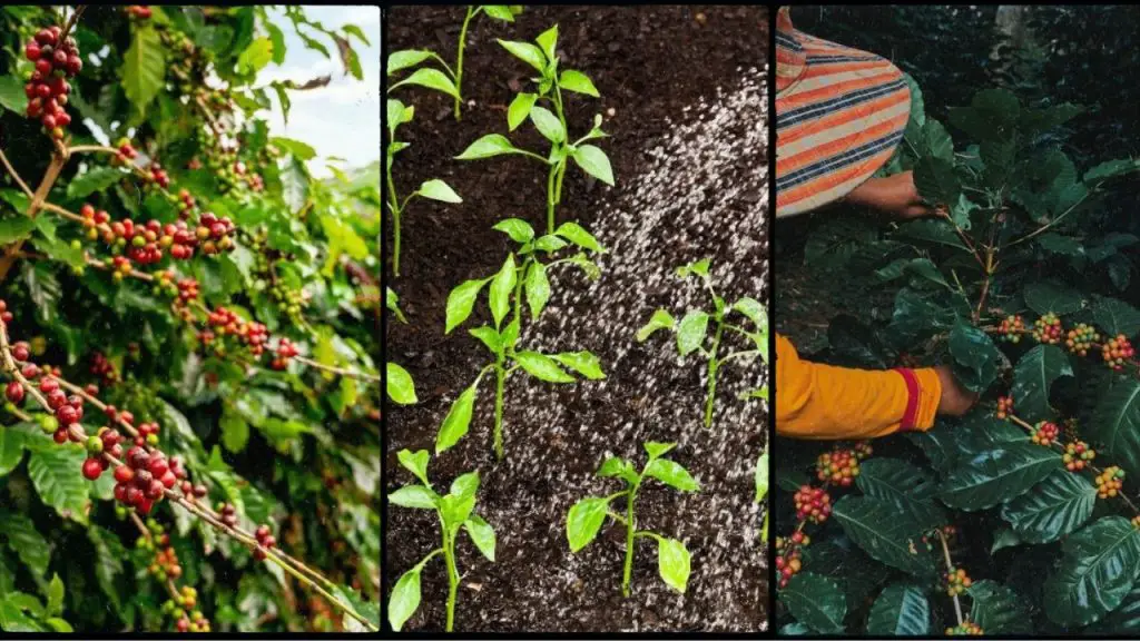 Coffee as a Companion Plant