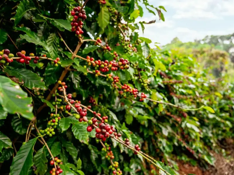 Red coffee cherries ripening on branch