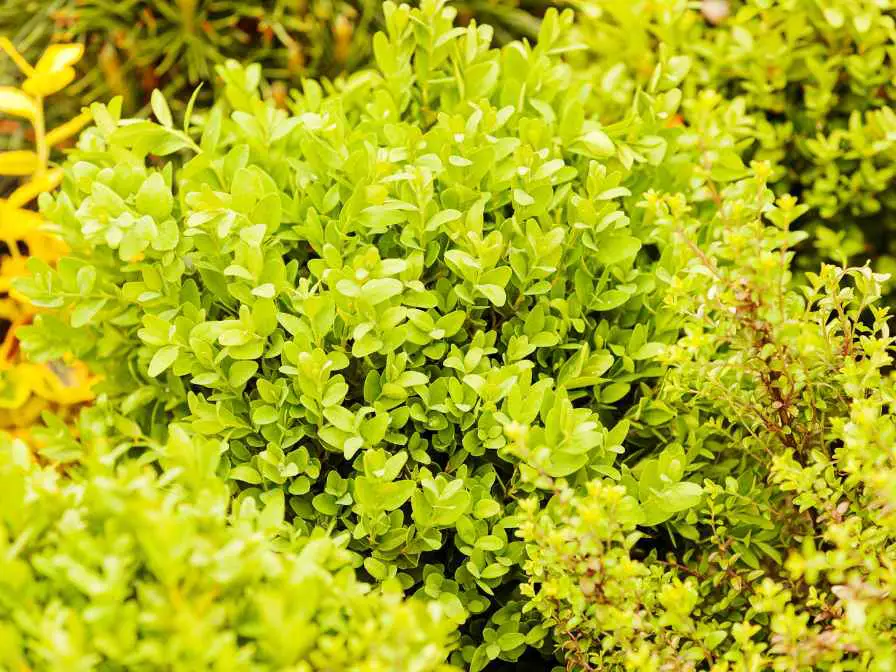 Evergreen Shrubs for full sun