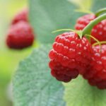 Growing Raspberries in Pots