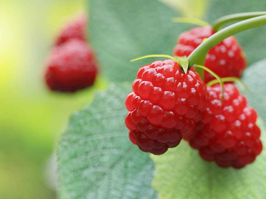 Growing Raspberries in Pots