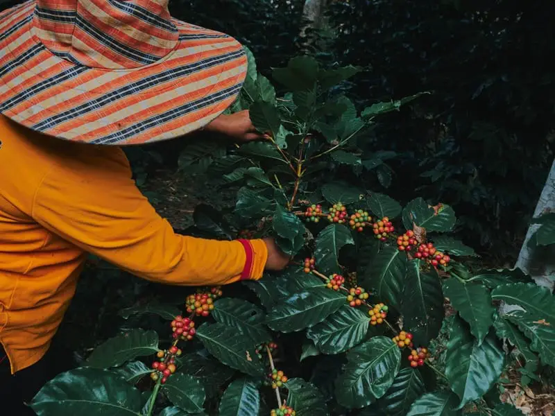 Harvesting ripe coffee cherries by hand