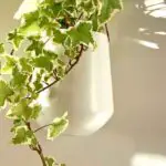 How To Start A New IVY Plant