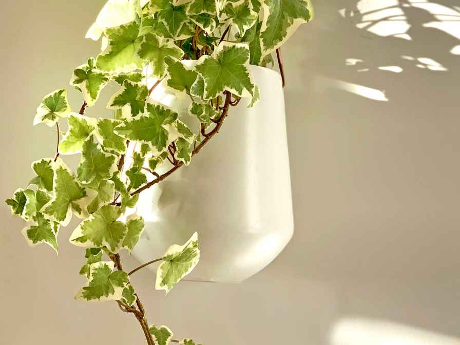 How To Start A New IVY Plant