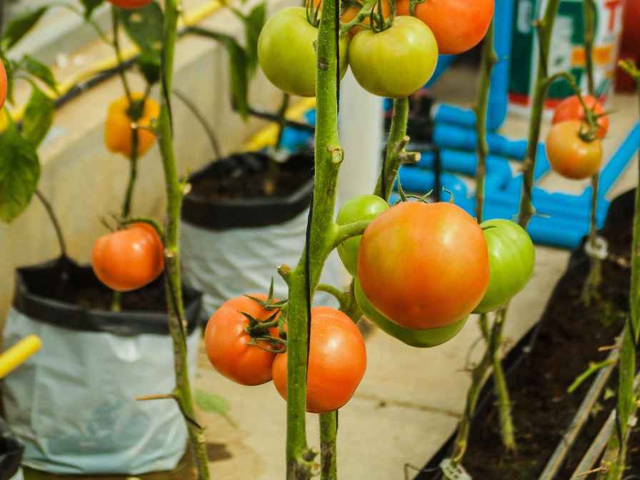 How much Water do Tomato Plants Need