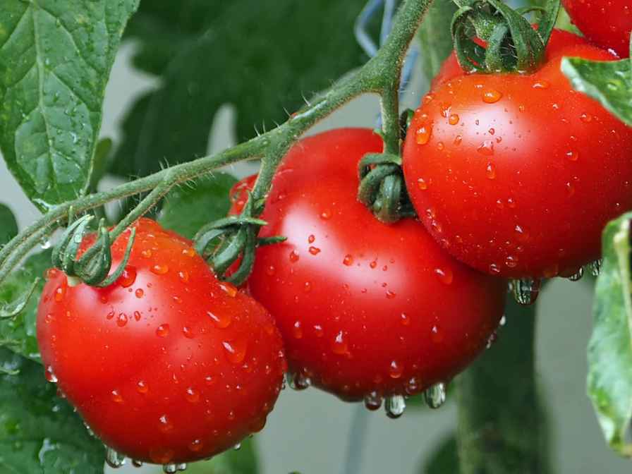 How much Water do Tomato Plants Need