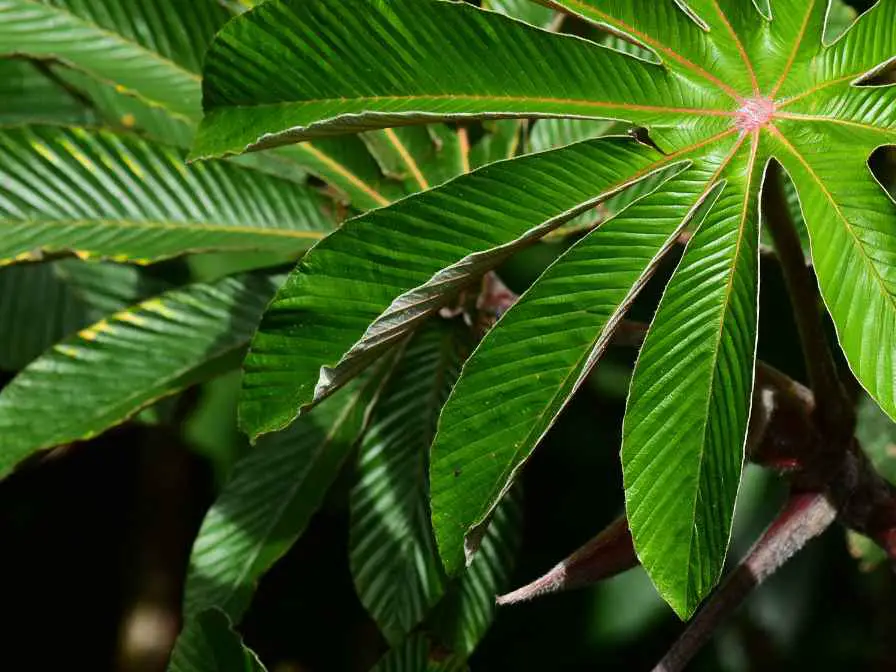 How to Plant Cecropia tree