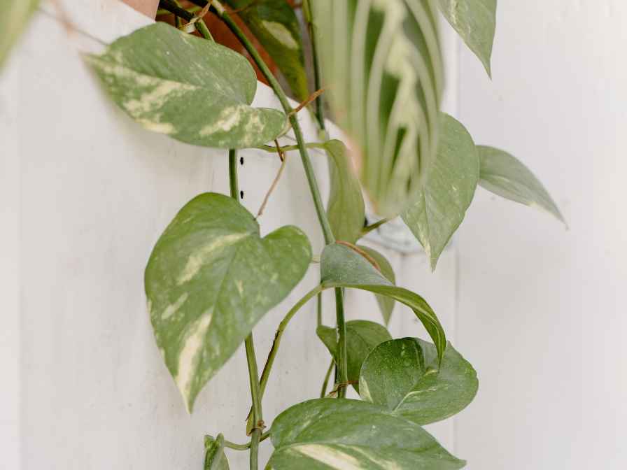 How to Start a New Pothos Plant