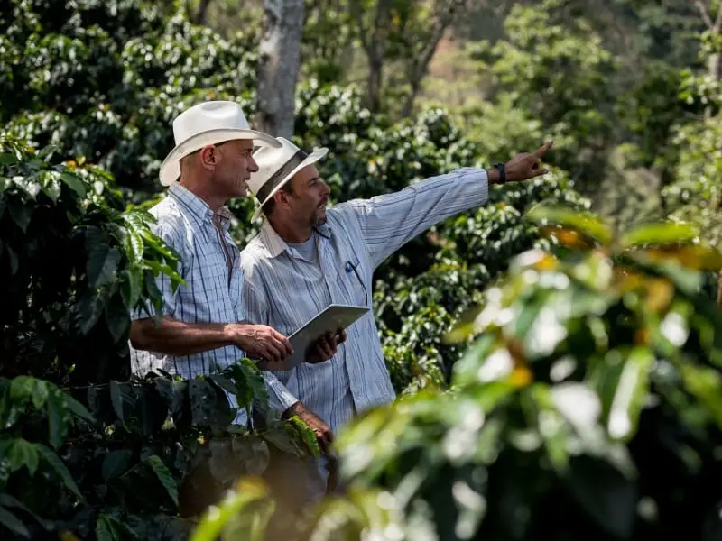 Farmers discussing coffee plantation management strategy