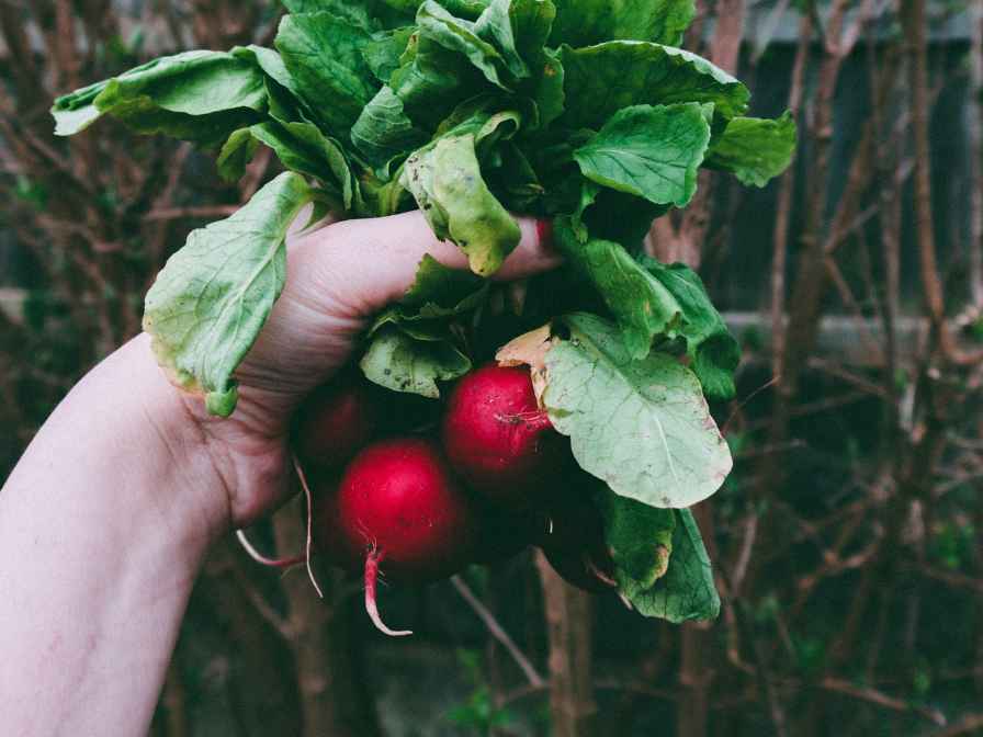 Radishes plant in april