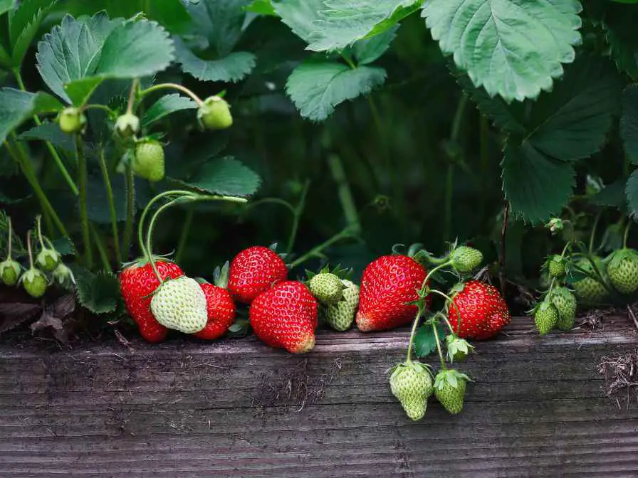 Raised Strawberry Beds