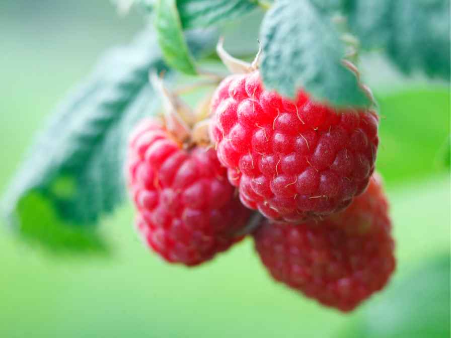 Raspberries in Pots